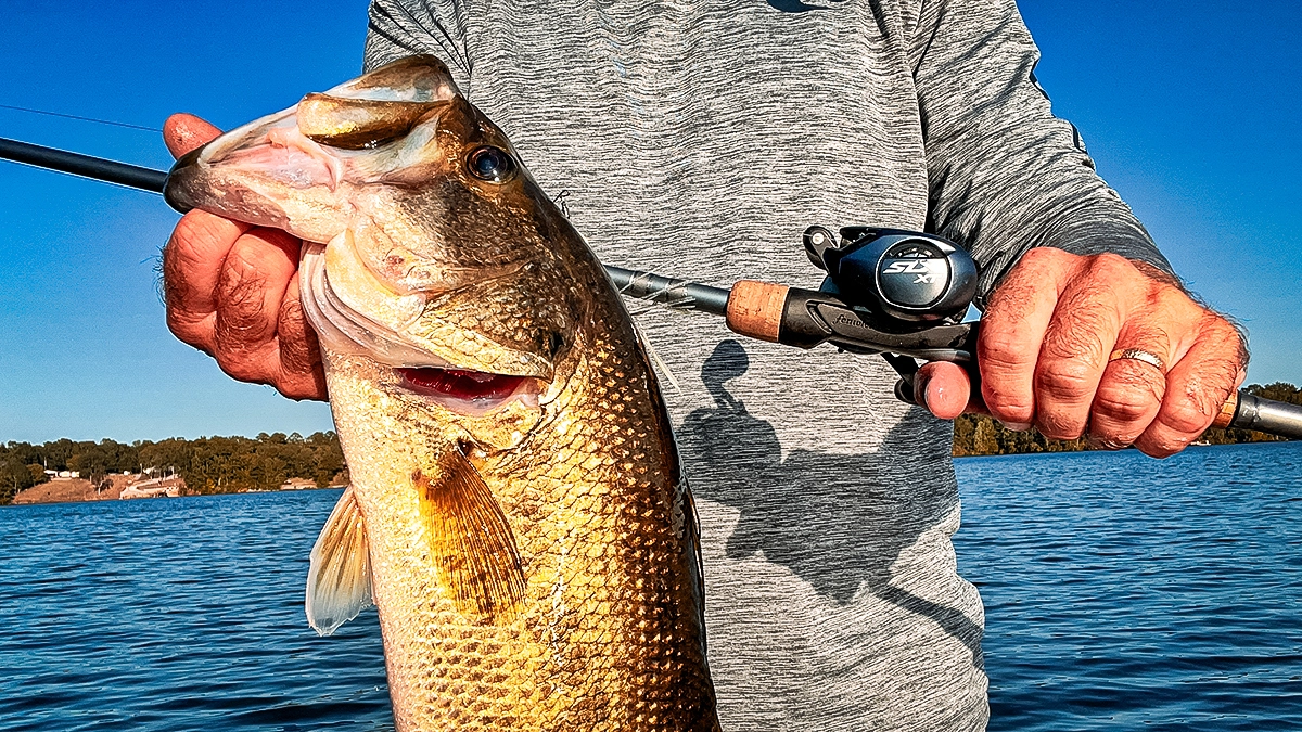 une belle basse