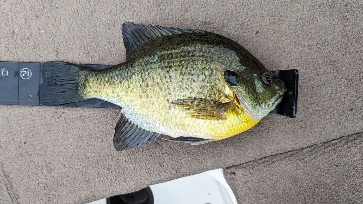 un panfish posé sur une règle à mesurer sur le pont d'un bateau