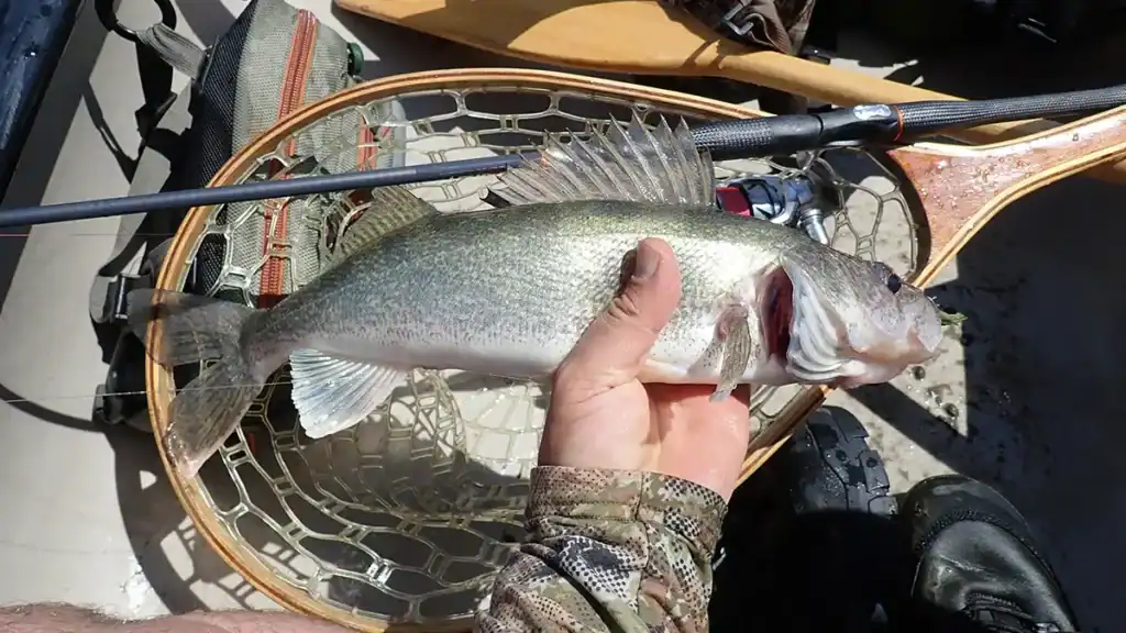 Walleye et Trika 6x