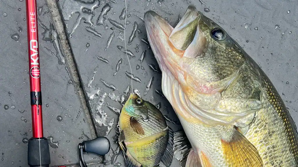 Canne Lews KVD et Savage Gear Bluegill