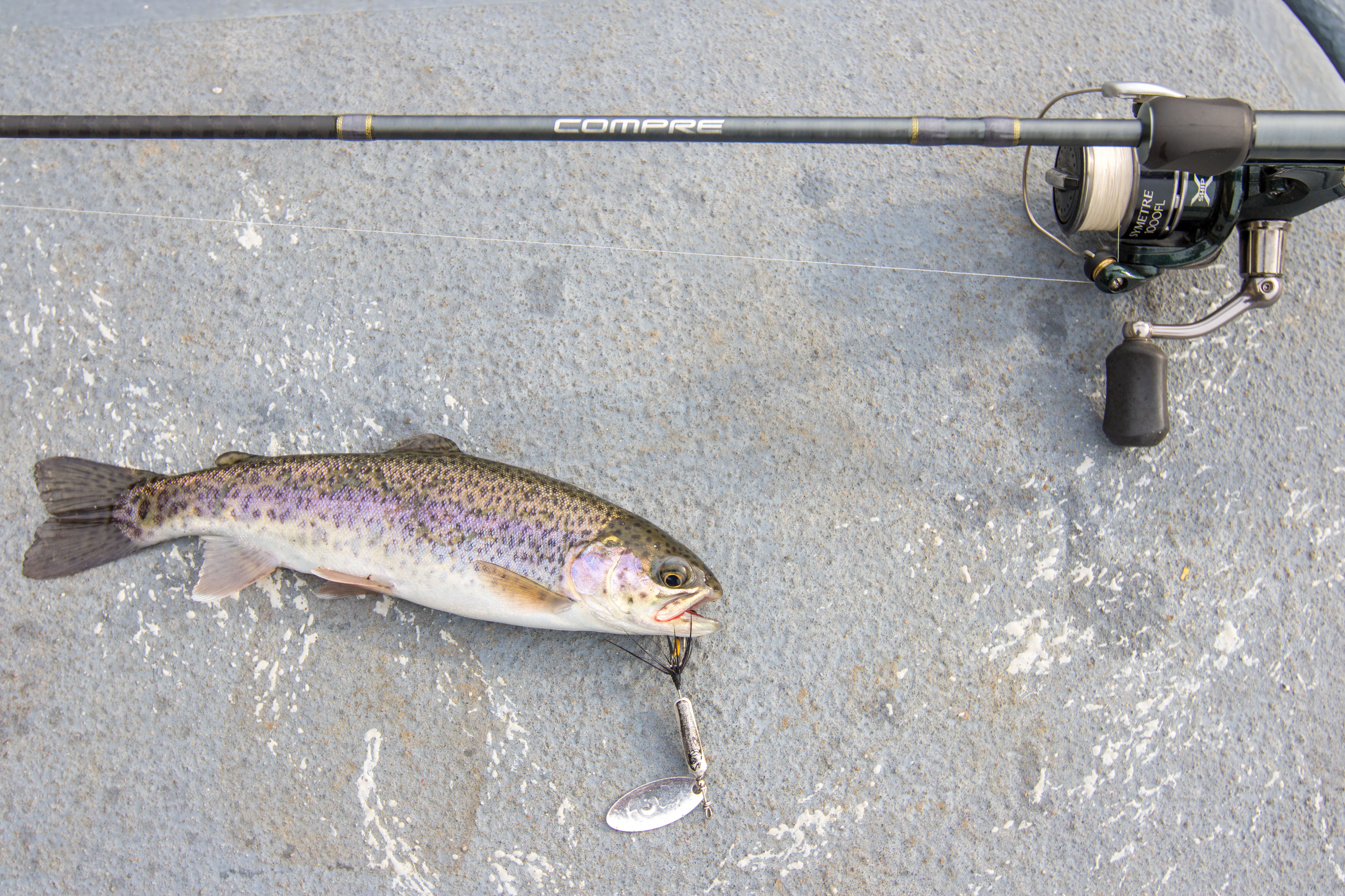 Une petite truite arc-en-ciel avec une fileuse dans la bouche posée à côté d'une canne à pêche et d'un moulinet.