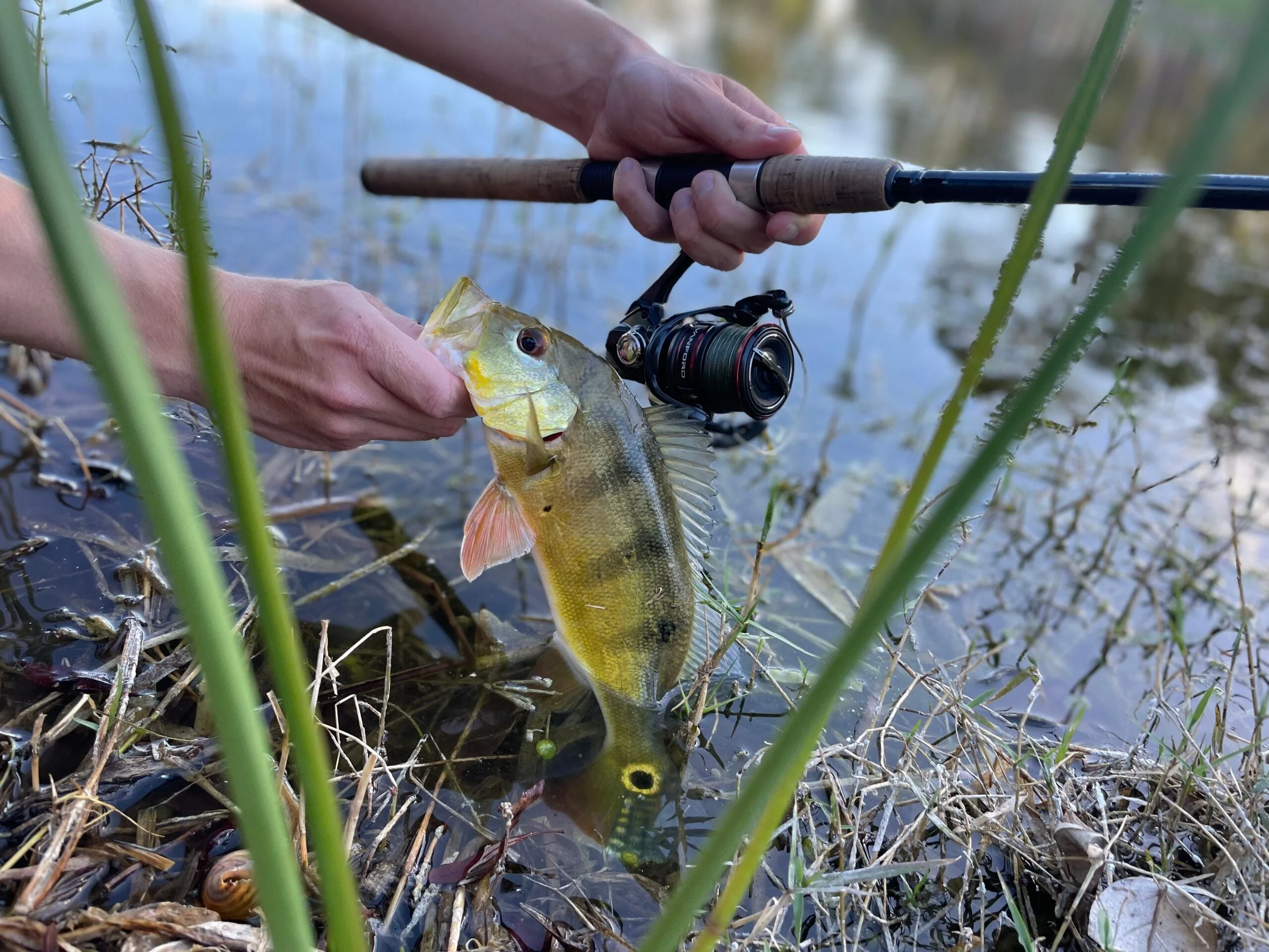 Peacock Bass et moulinet Shimano