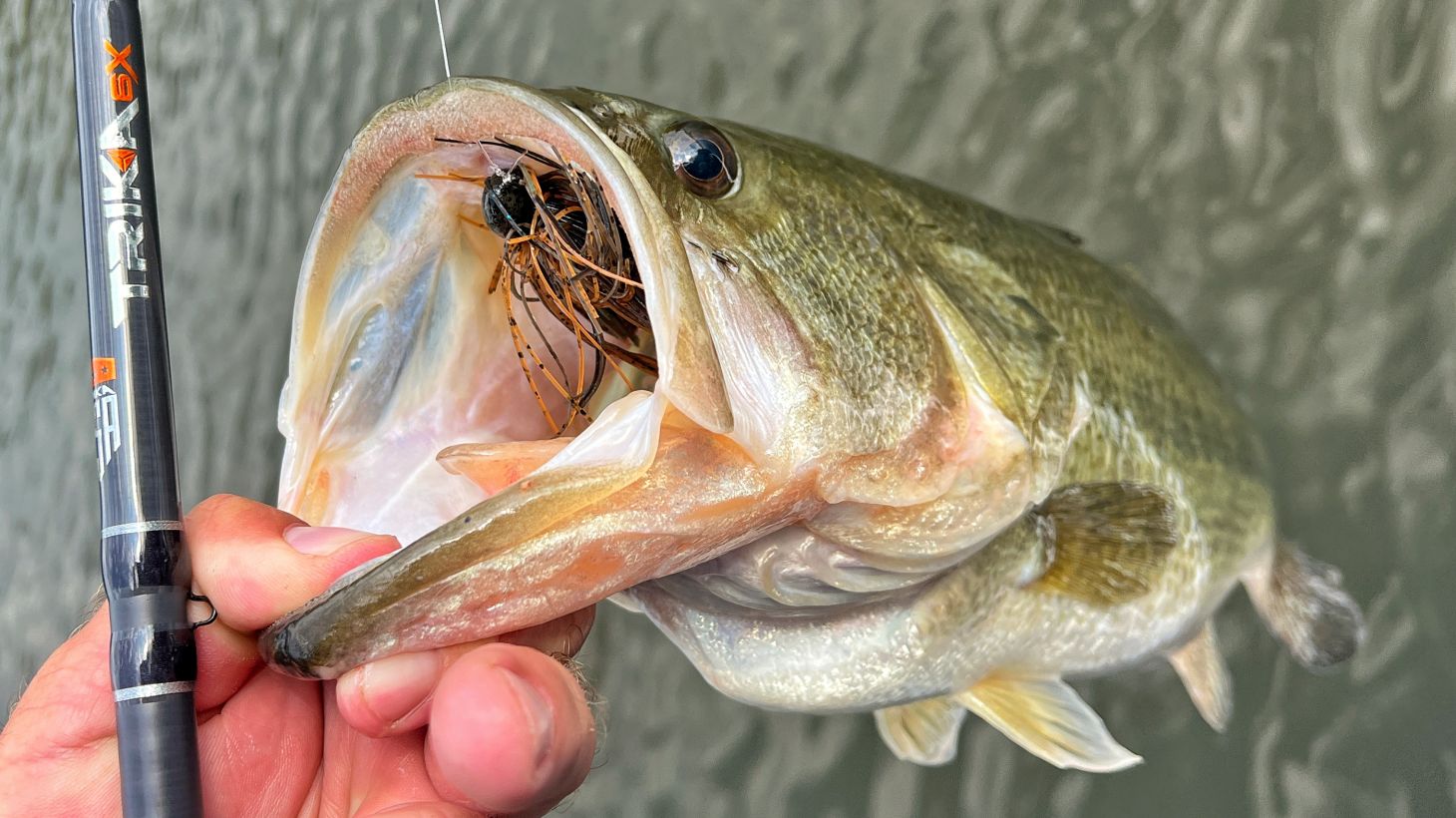 Un pêcheur tient un bar avec un leurre en bouche