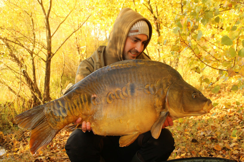 Montage rigide stiff rig pour la carpe