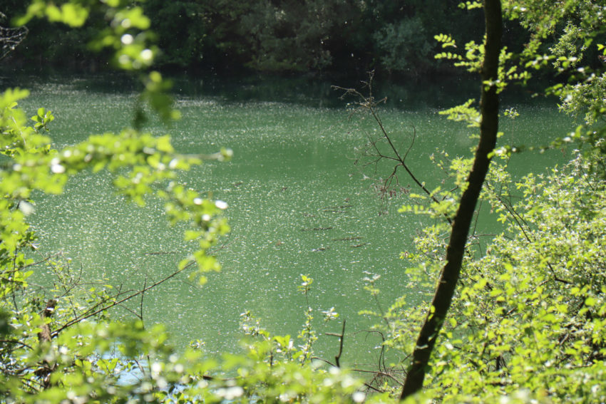 Pêche de la carpe en stalking