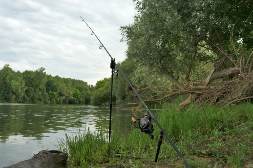 Stratégie de pêche à la carpe en rivière