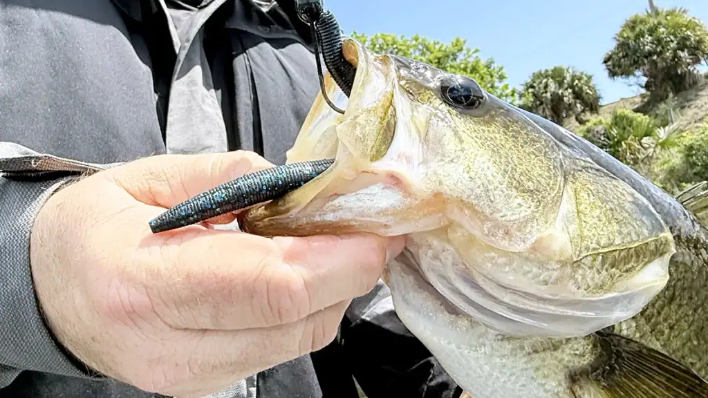 Bar capturé sur la rivière Kissimmee